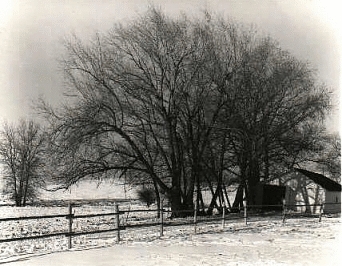 Winter (Photo: Howard Rigley Copyright 2000)