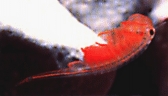 The famous shrimp (copyright Michael Eldridge 1999)