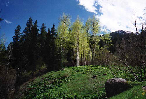 'Colorado Aspens 1' © Copyright Richard Denner 2003