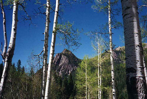 'Colorado Aspens 2' © Copyright Richard Denner 2003