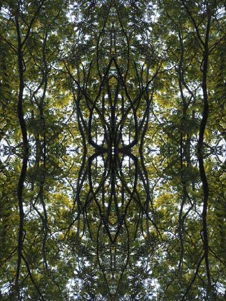 'Black Locust V2' © Copyright Jack Fulton 2004
