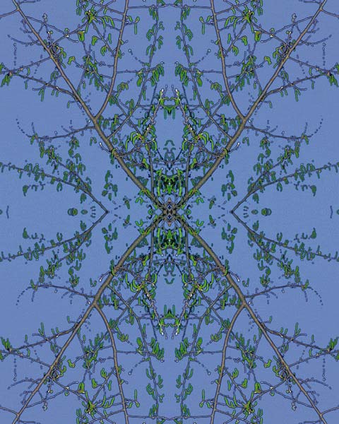 'Catkins V2' © Copyright Jack Fulton 2004