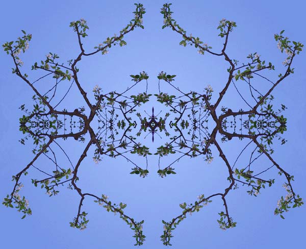 'New Apple Blossoms V3' © Copyright Jack Fulton 2004