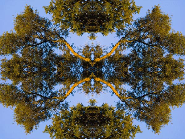'Our Oak 6-04' © Copyright Jack Fulton 2004