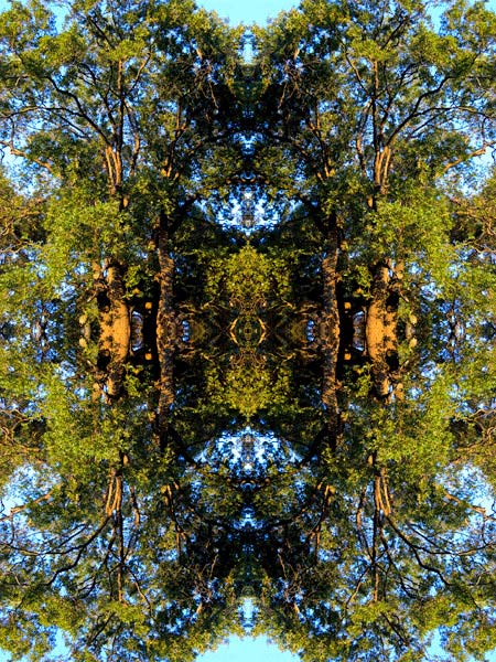 'The Bay Tree' © Copyright Jack Fulton 2004